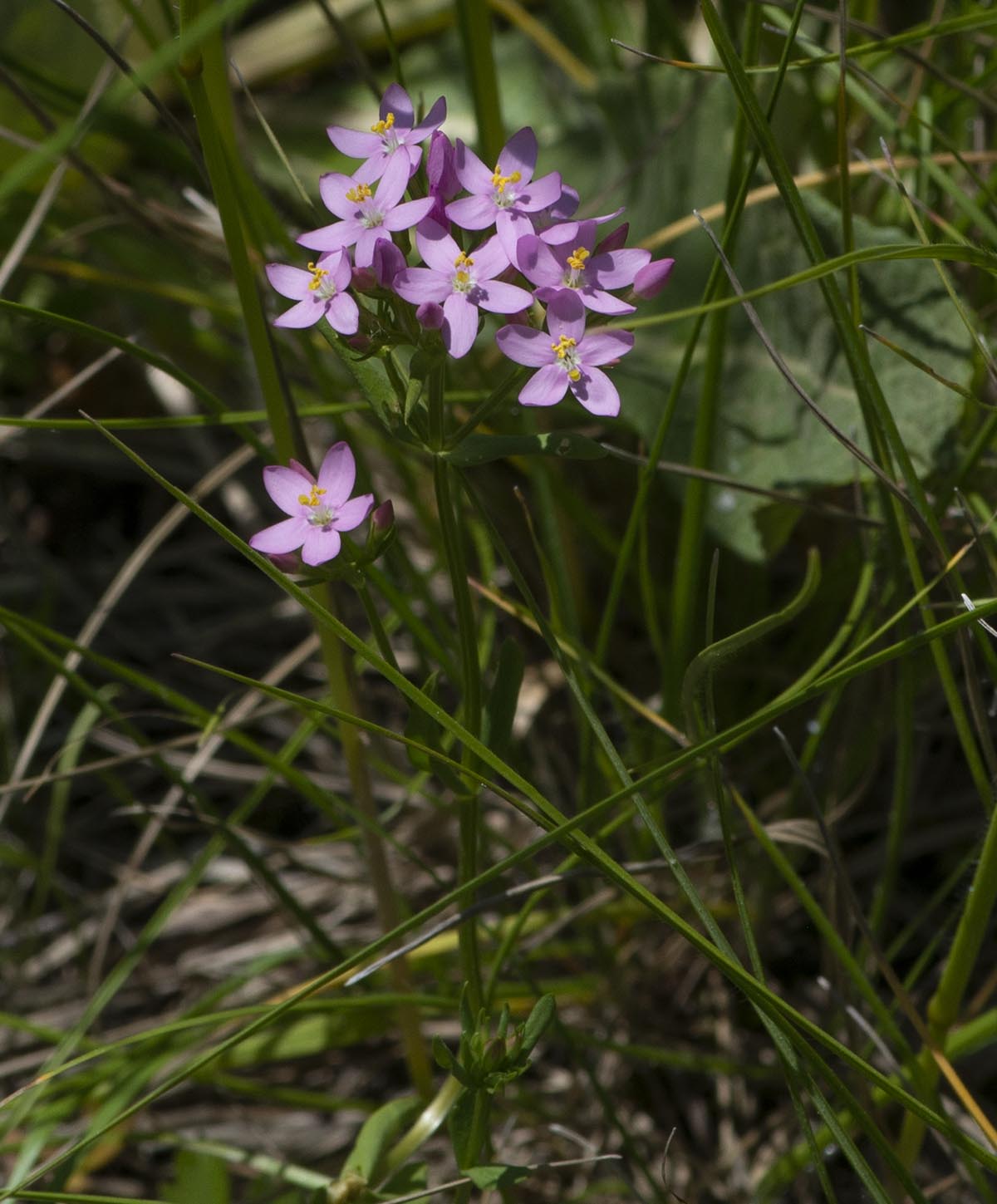 Habitus